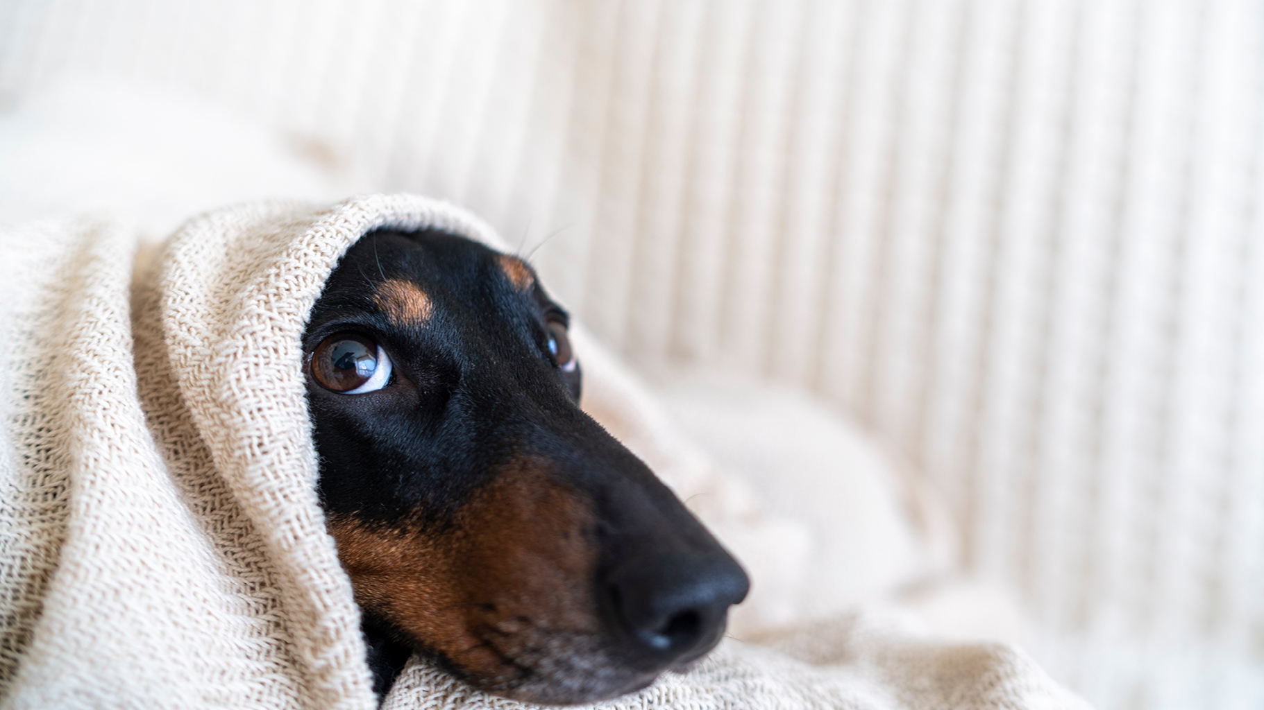 A small black-and-tan dog wrapped in a light-colored blanket rests indoors, looking slightly upward with wide eyes, conveying warmth and comfort during cold weather.